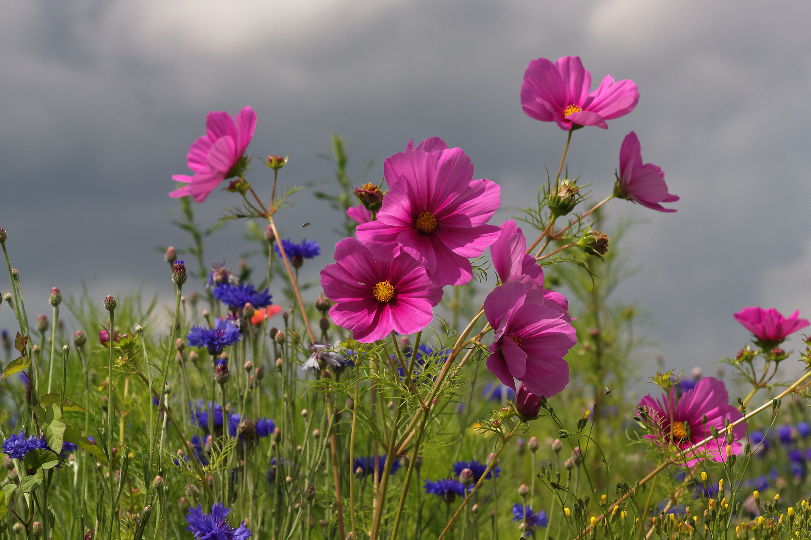 Cosmos dans une jachère fleurie