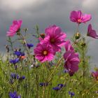 Cosmos dans une jachère fleurie