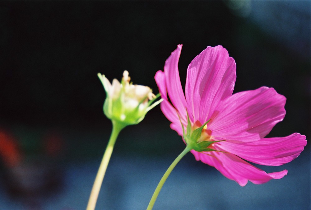 cosmos en contre jour