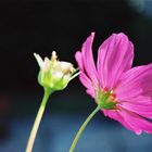 cosmos en contre jour