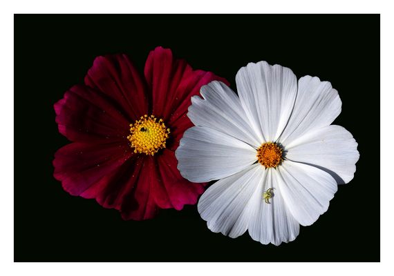 Cosmos & Fantaisie ***