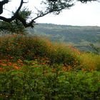 cosmos hillside