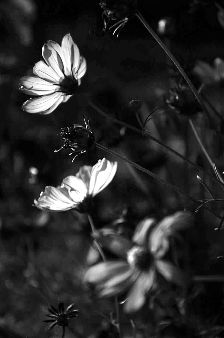 cosmos in bianco e nero