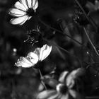 cosmos in bianco e nero