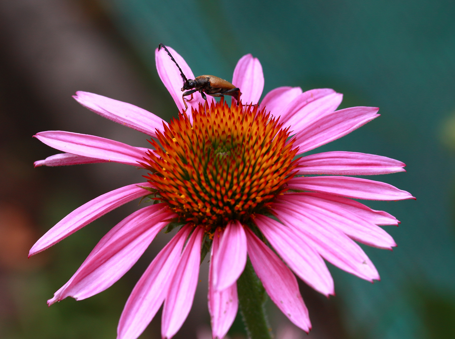 Cosmos mit Käfer.....