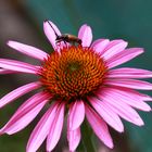 Cosmos mit Käfer.....