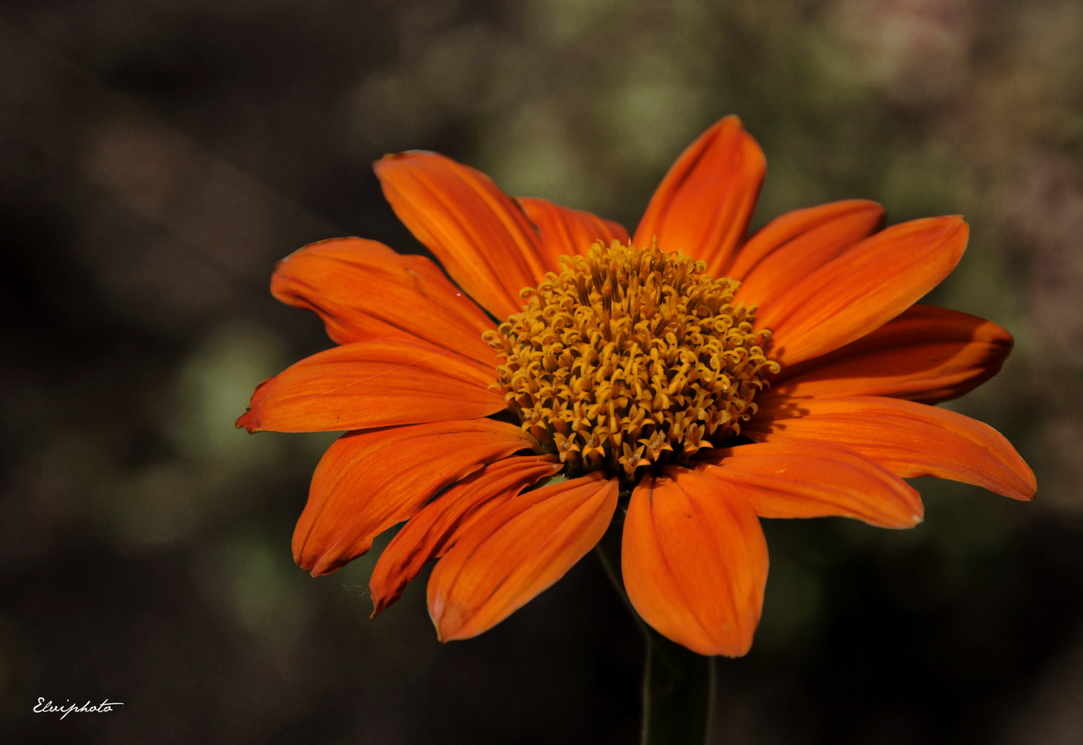 cosmos orange photo et image | animations photographiques, fleurs, un
