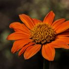 cosmos orange 