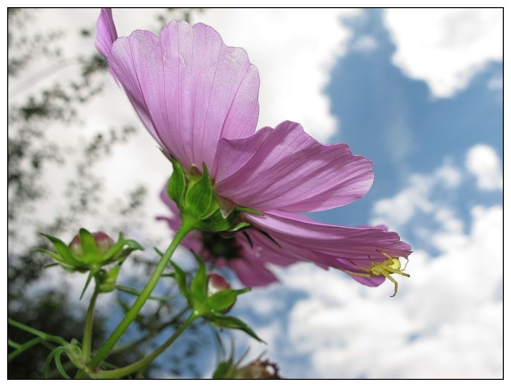 cosmos parabole