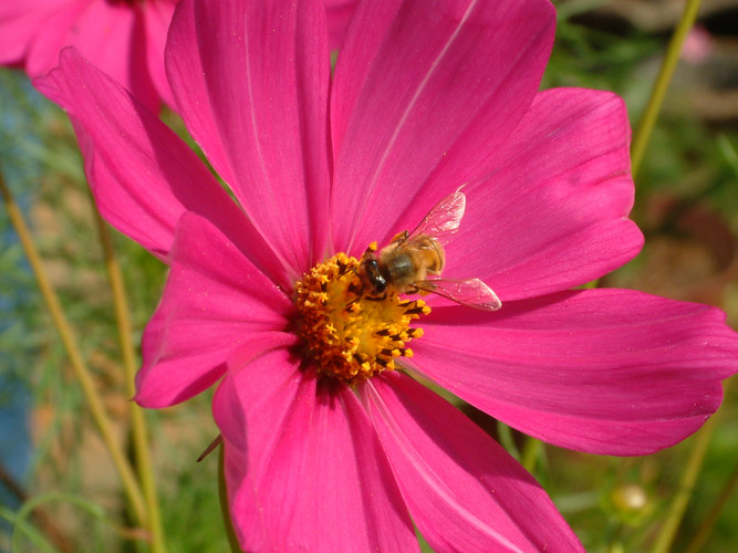 Cosmos Pink