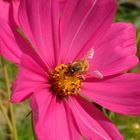 Cosmos Pink