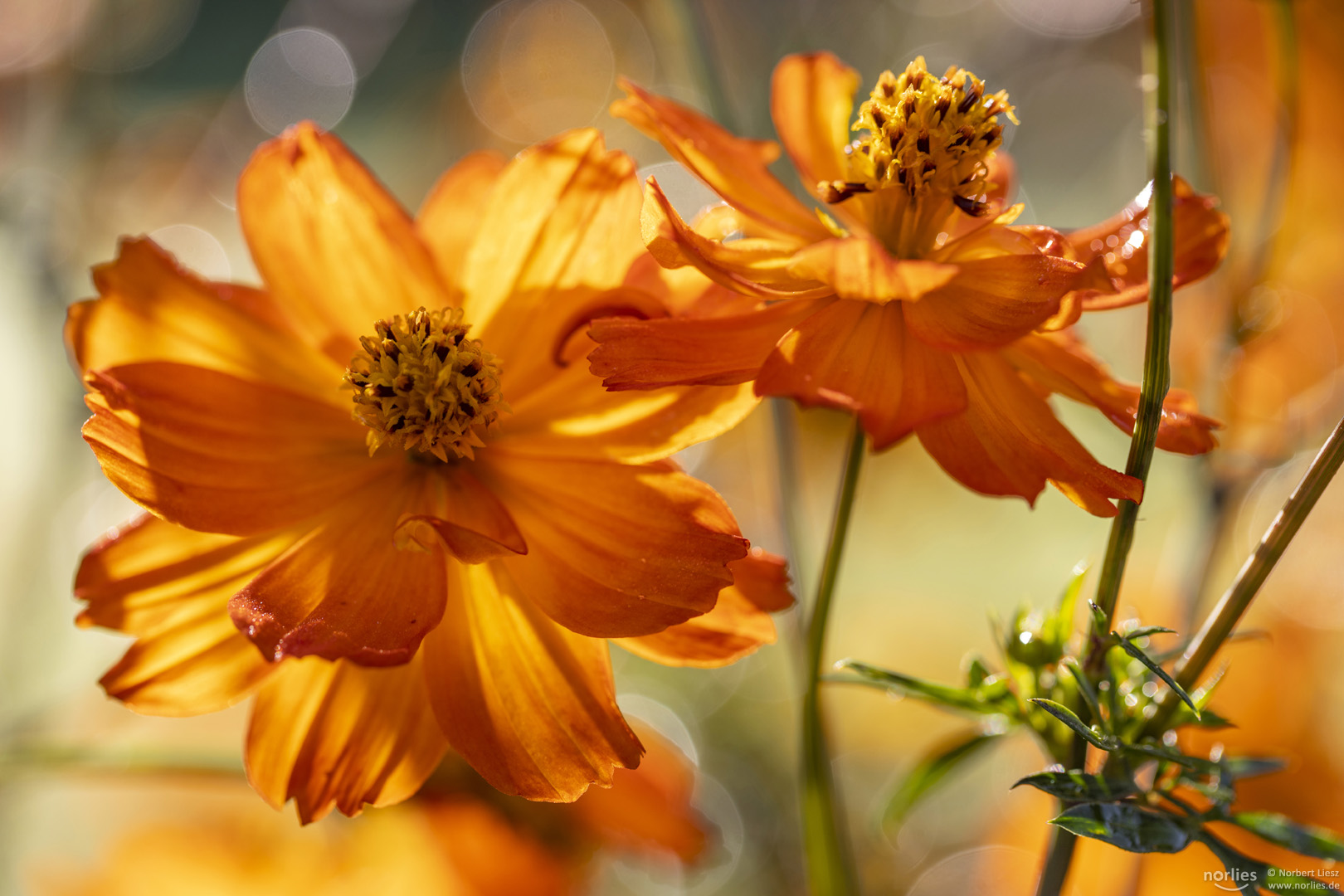 cosmos sulphureus