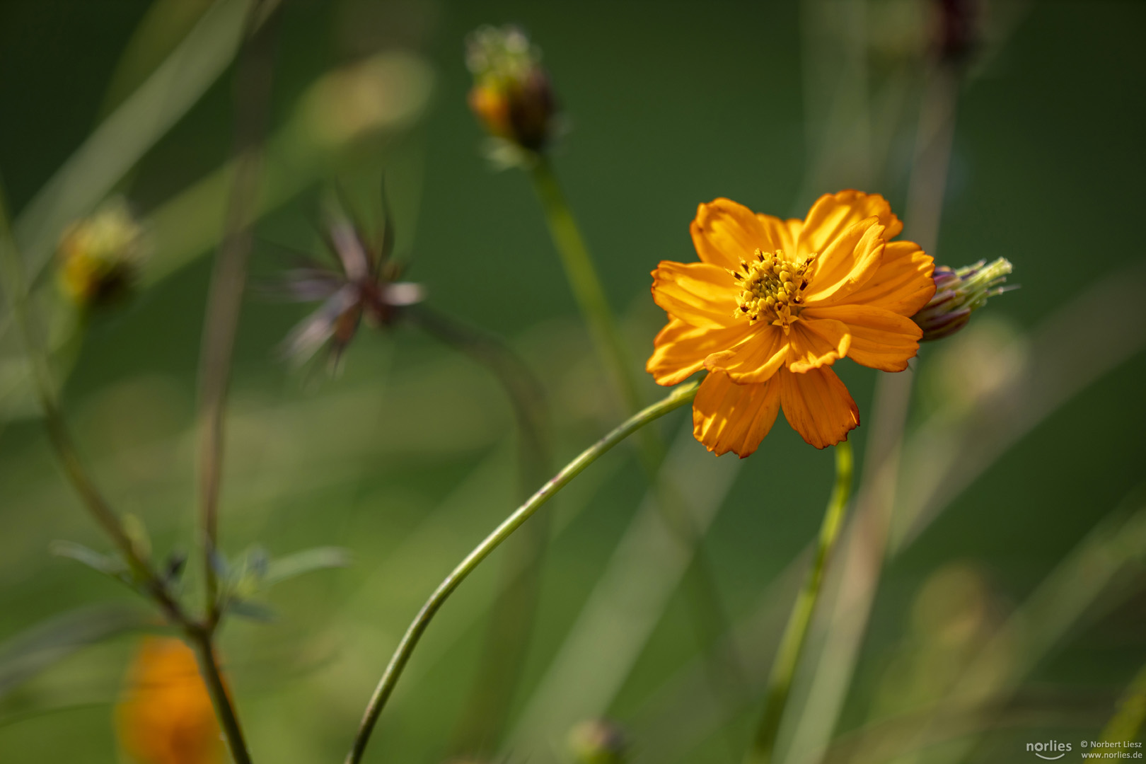 cosmos sulphureus