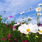 Cosmos und Queen Anne's Lace