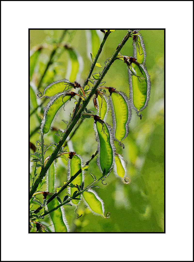 Cosses de genet à balais