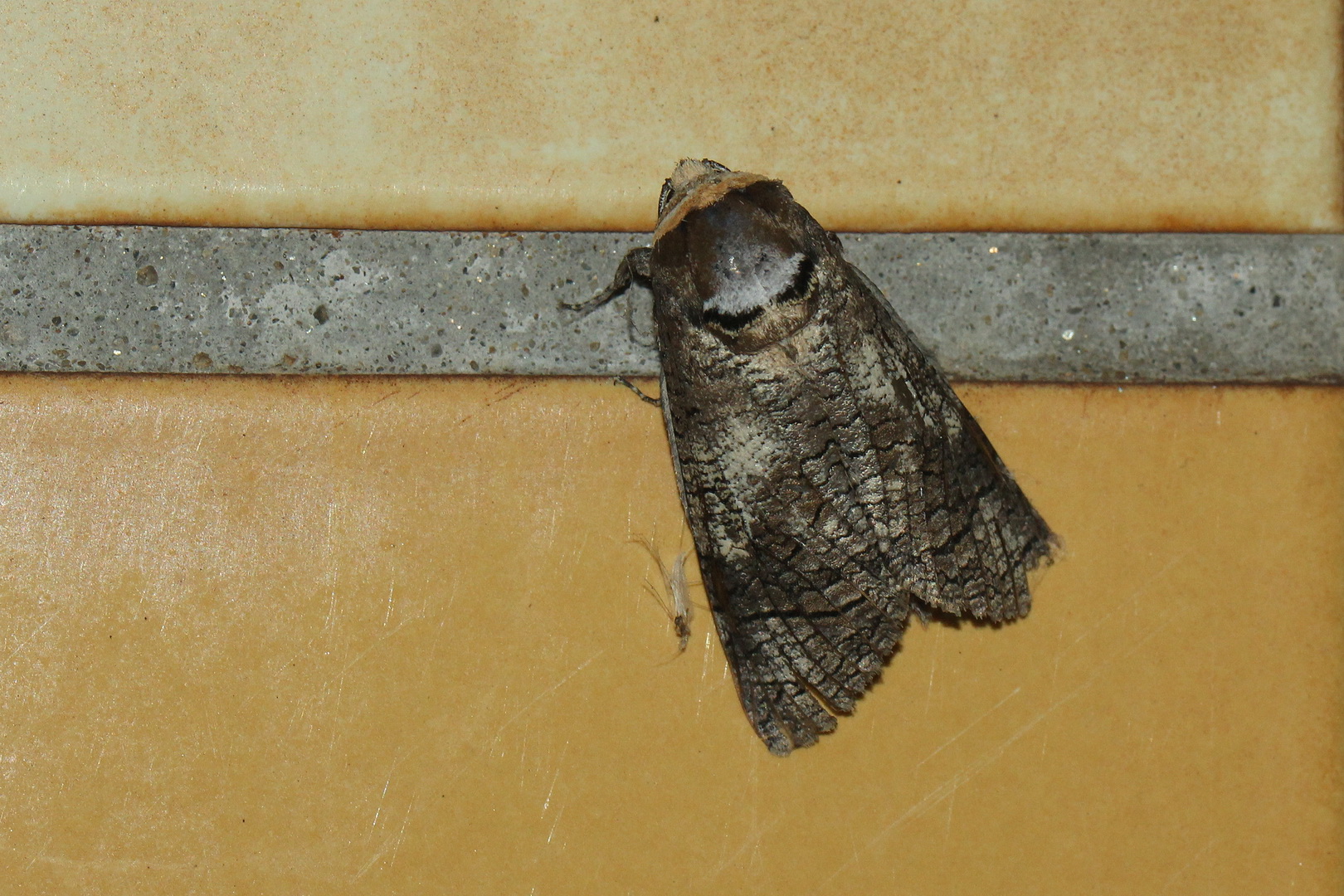 Cossus cossus