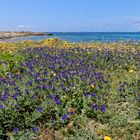 Costa de Colónia de Sant Jordi