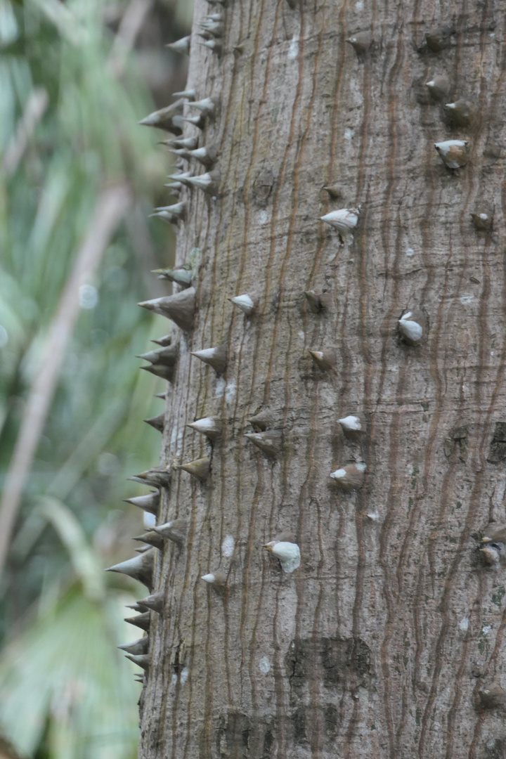 Costa Maya Chacchoben - Stachelbaum