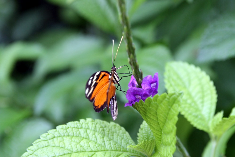 costa rica