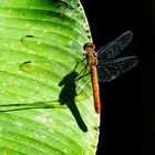 Costa Rica 10 - Libelle -