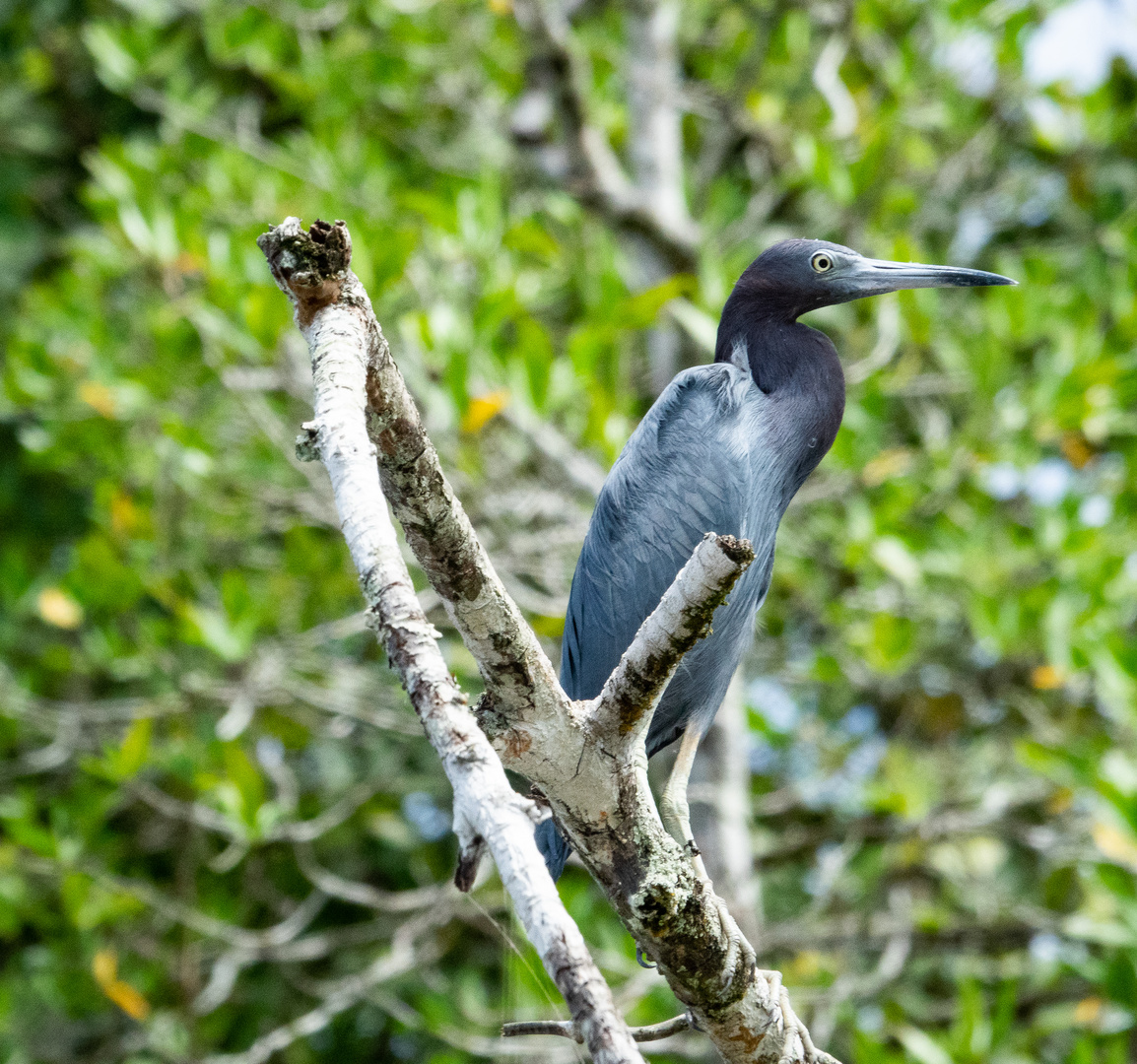 Costa Rica 12 - Blaureiher -