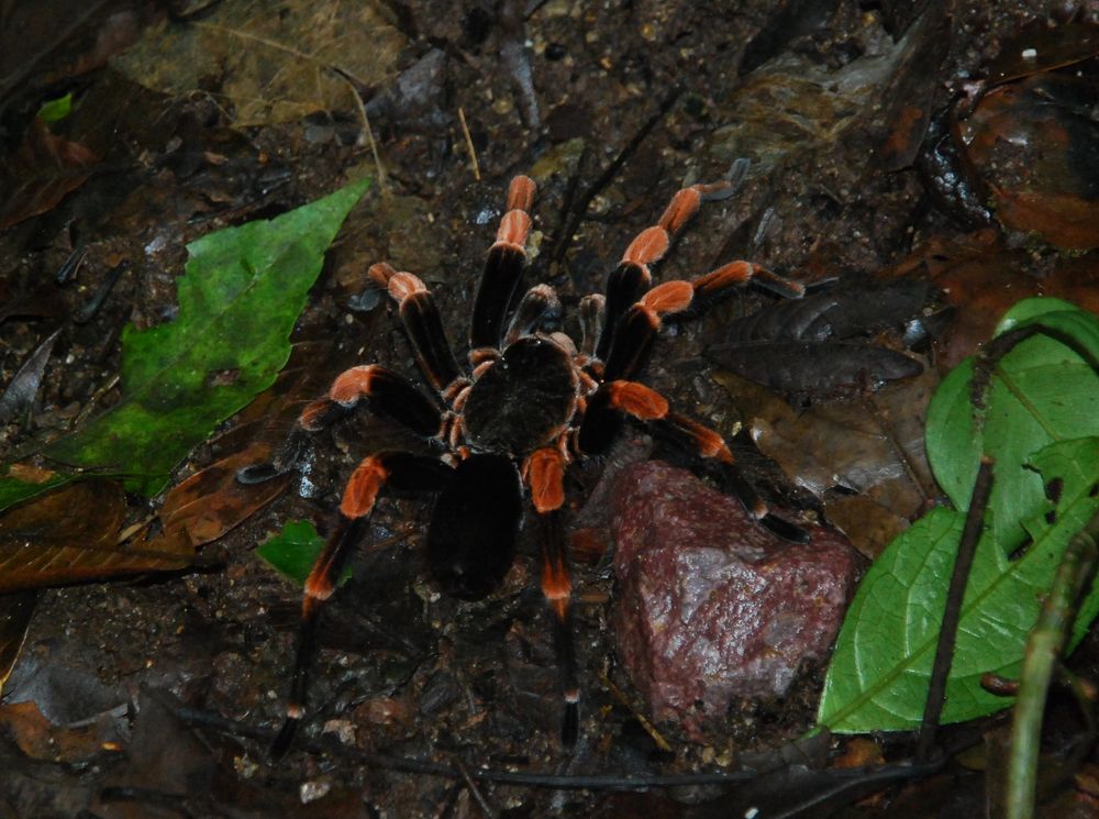 Costa Rica (14)