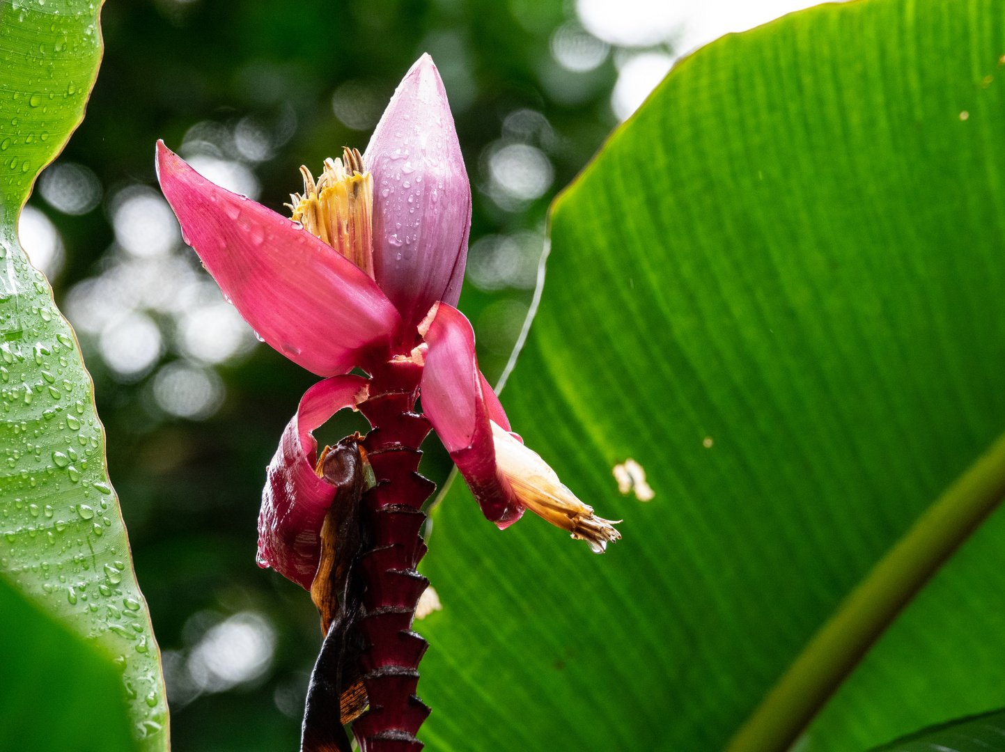 Costa Rica 15 - Bananenblüte -