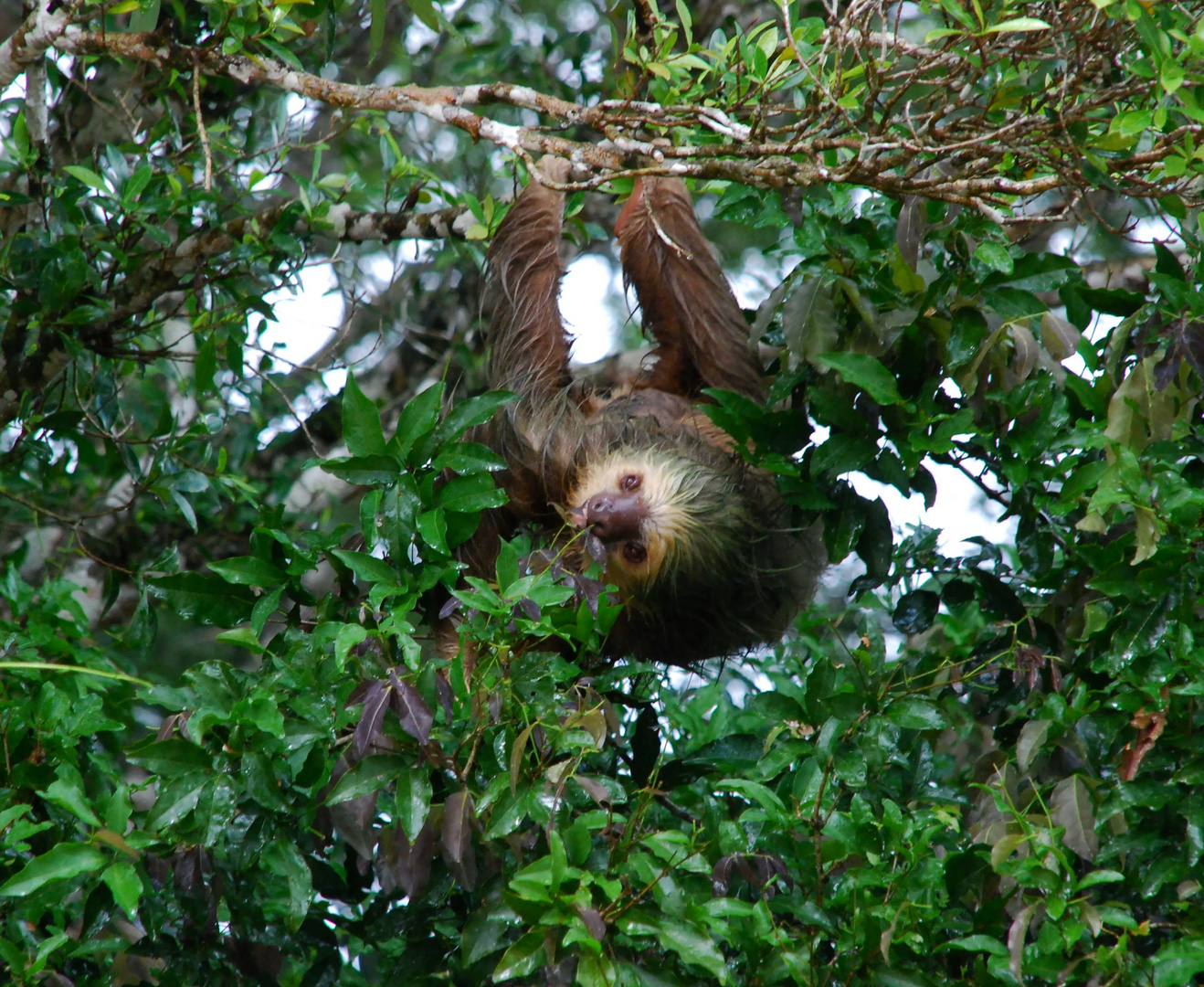 Costa Rica (19)