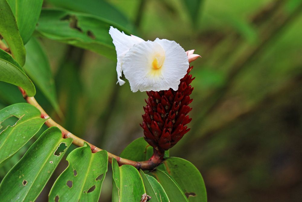 costa rica