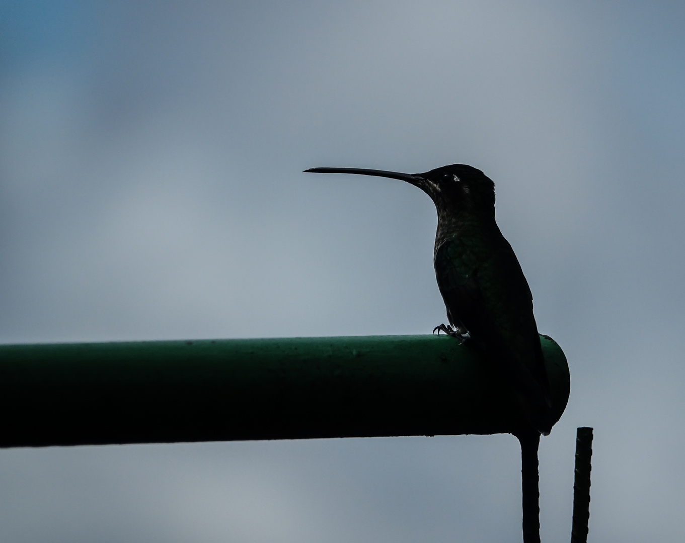 Costa Rica 2 - Kolibri -