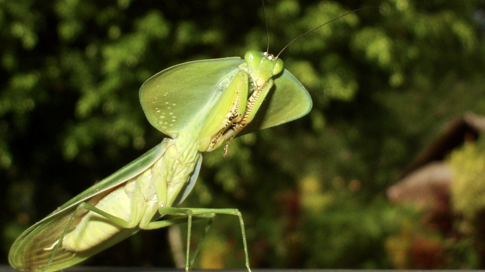 Costa Rica (2005), Choeradodis stalii