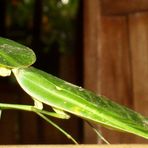 Costa Rica (2005), Choeradodis stalii