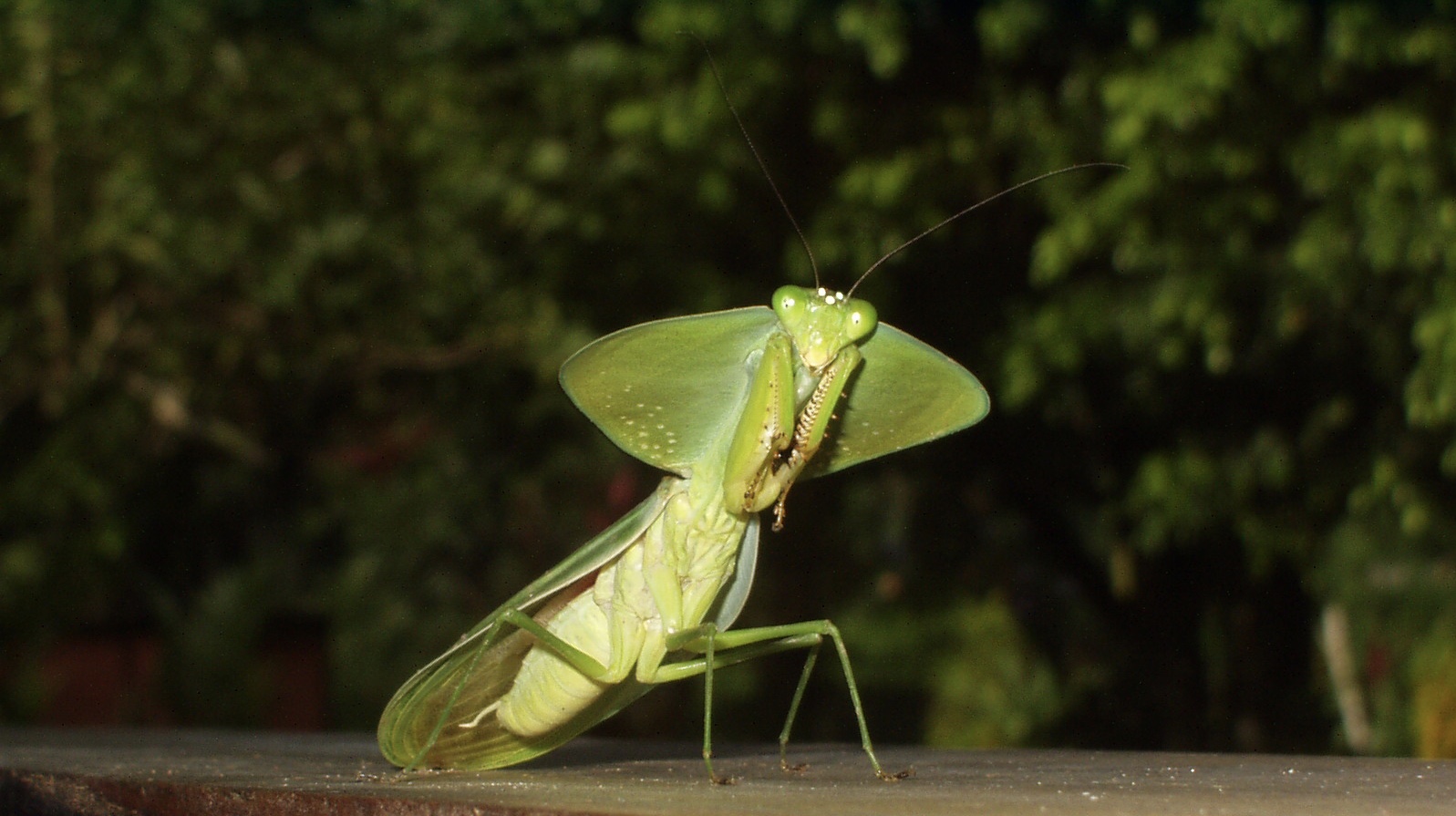 Costa Rica (2005), Choeradodis stalii