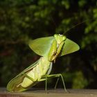 Costa Rica (2005), Choeradodis stalii