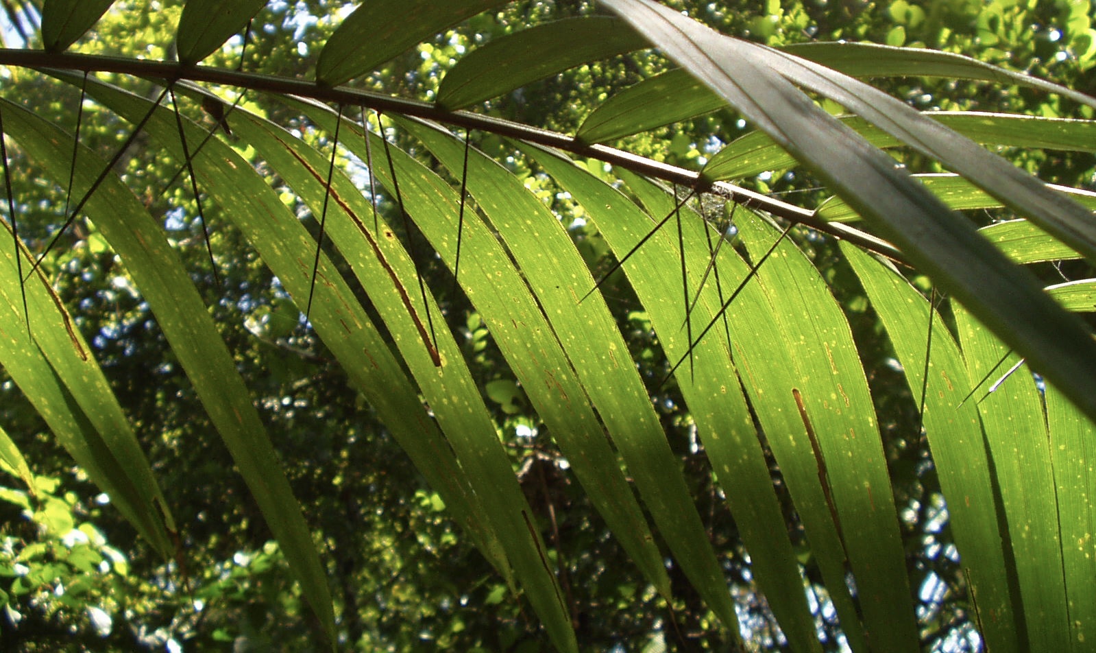 Costa Rica (2005), Dornen