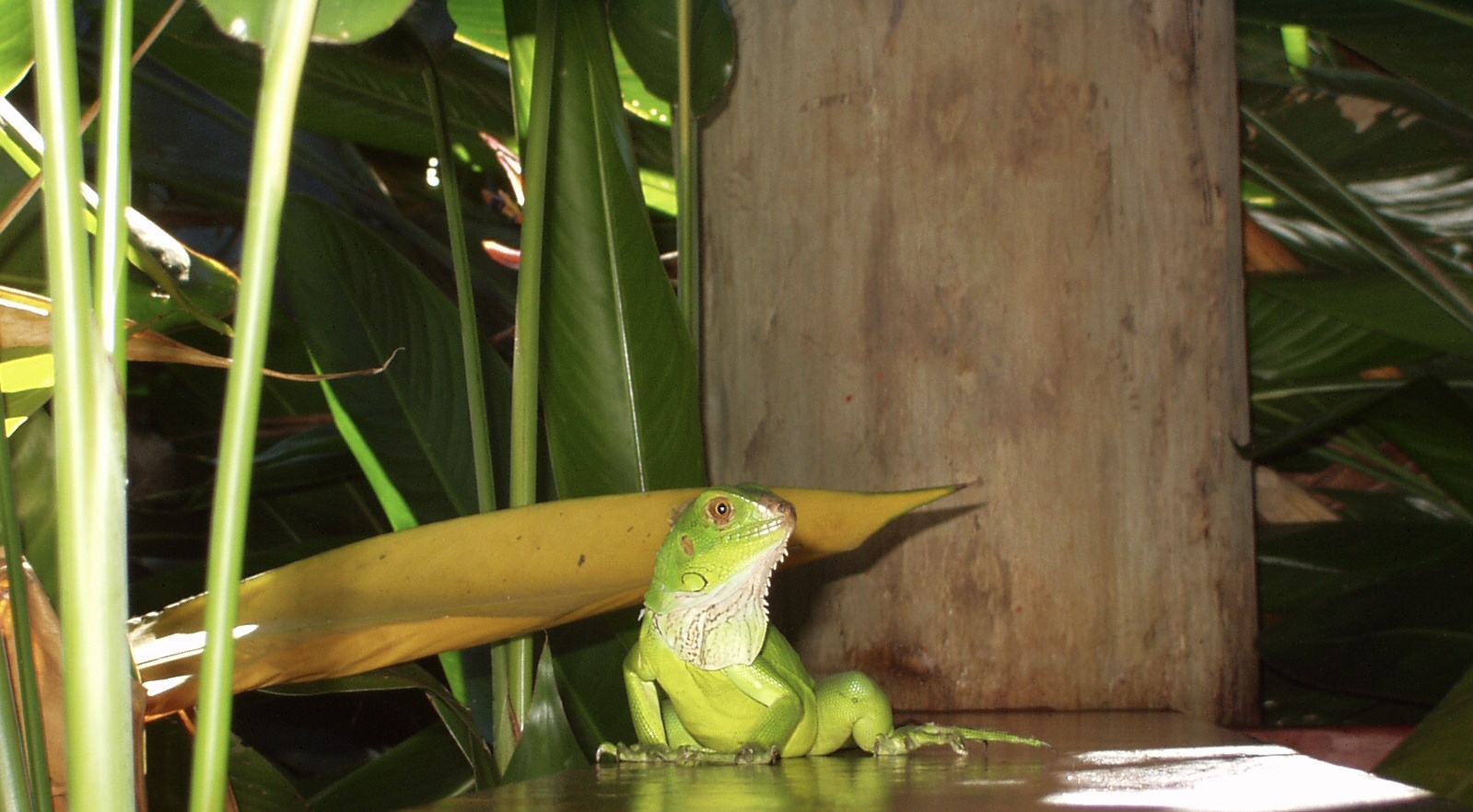 Costa Rica (2005), Leguan