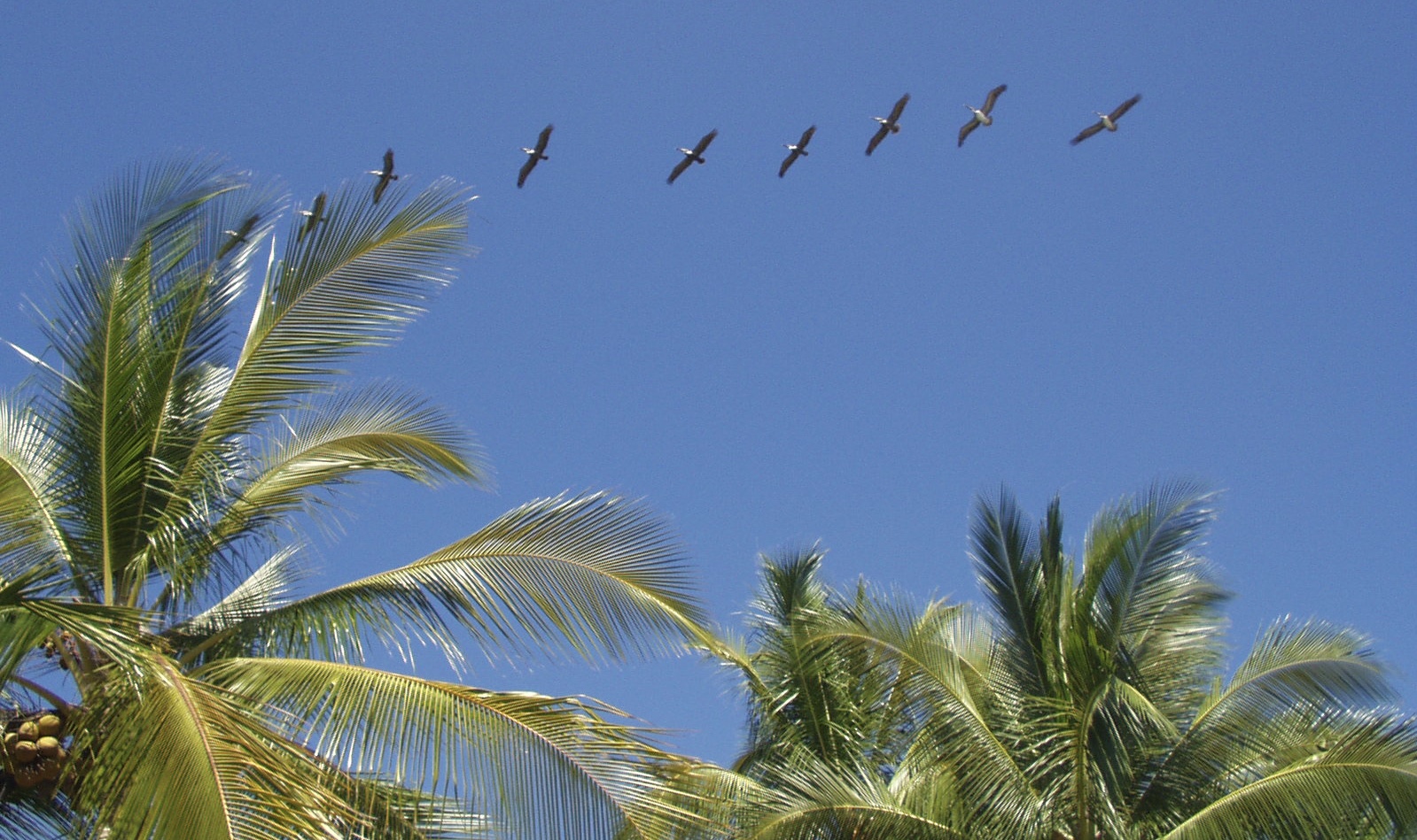 Costa Rica (2005), Pelikanformation