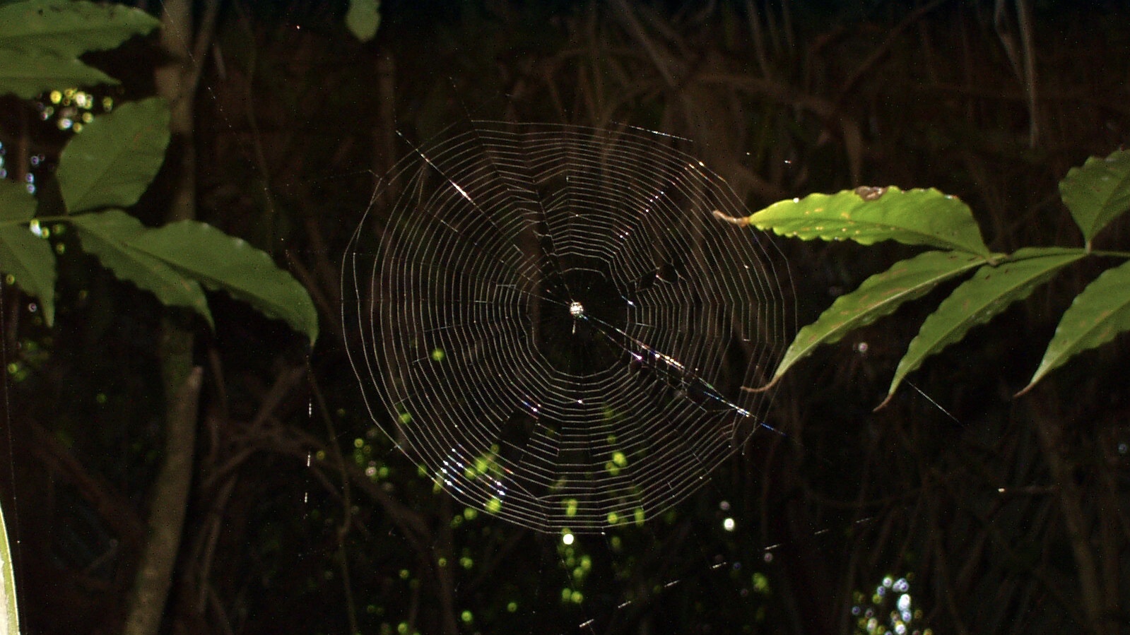 Costa Rica (2005), Riesenappetit