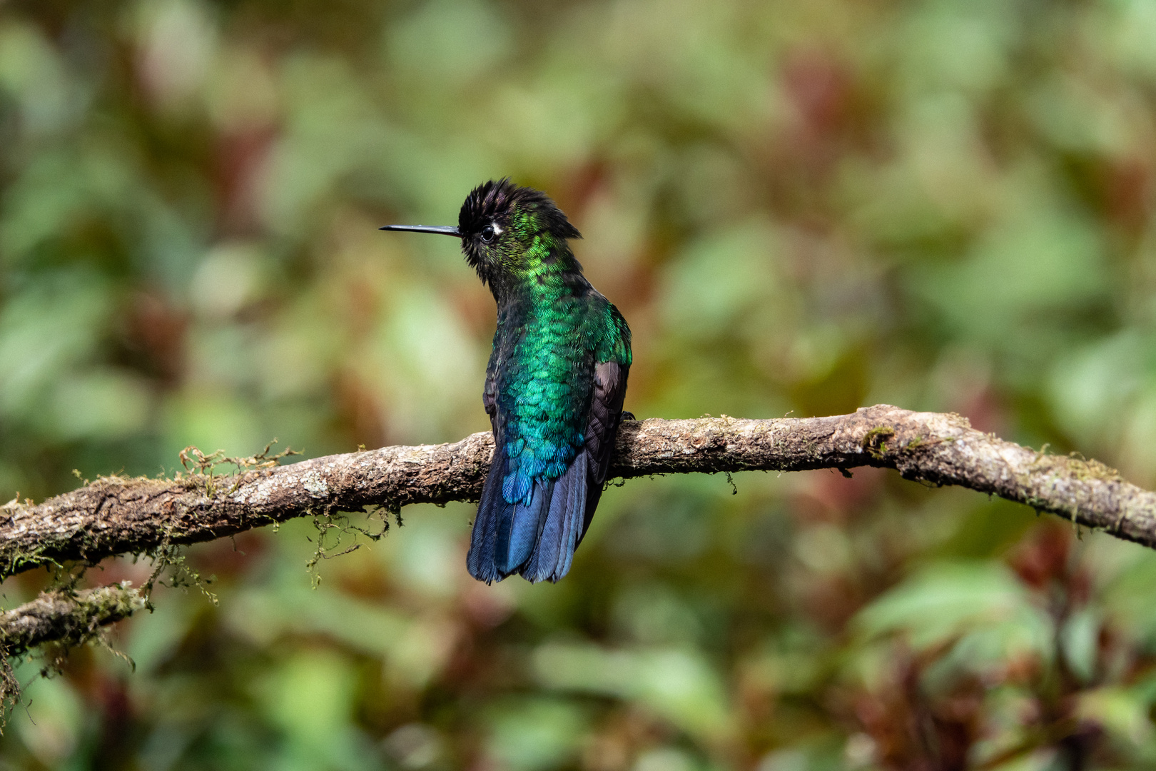 Costa Rica 3 - Kolibri -