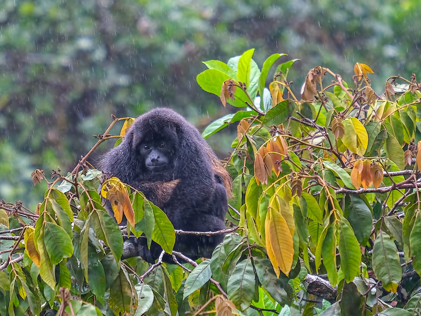 COSTA RICA