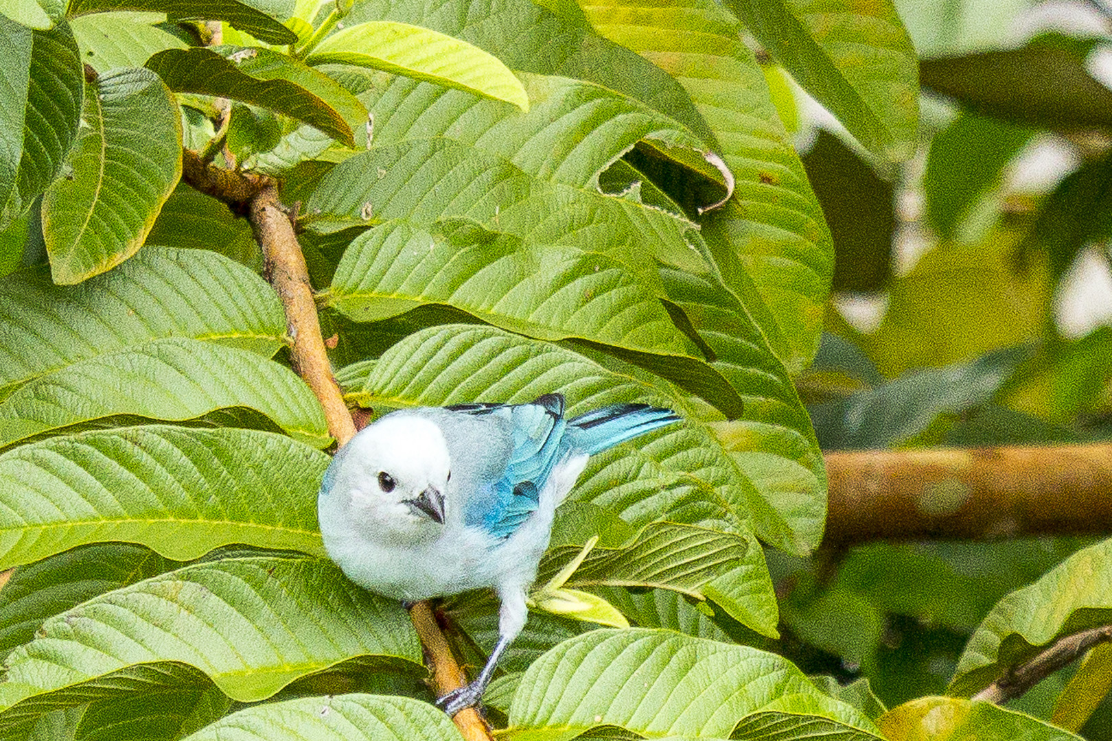 Costa Rica 