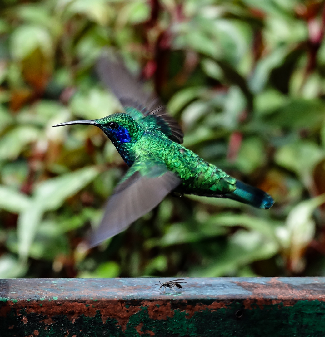 Costa Rica 4 - Kolibri -