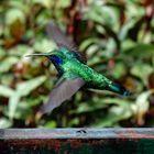 Costa Rica 4 - Kolibri -