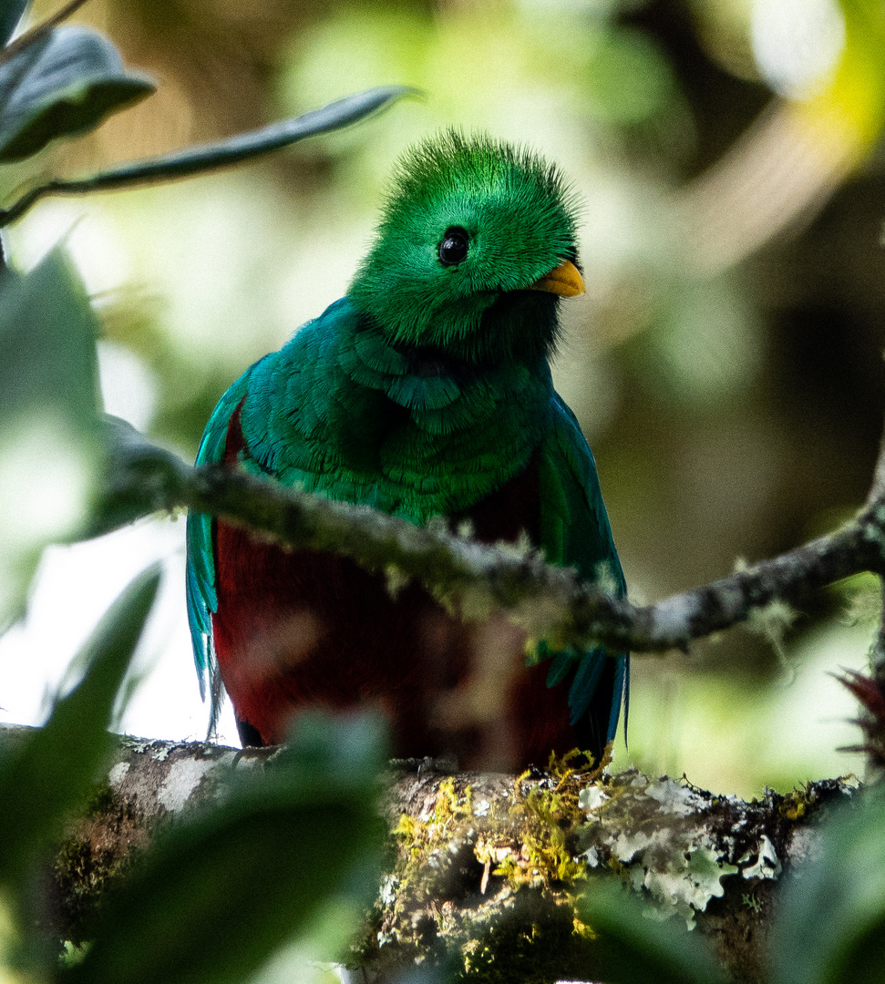 Costa Rica 5 - Quetzal - großes Glück