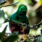 Costa Rica 5 - Quetzal - großes Glück