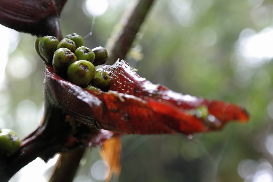 Costa Rica