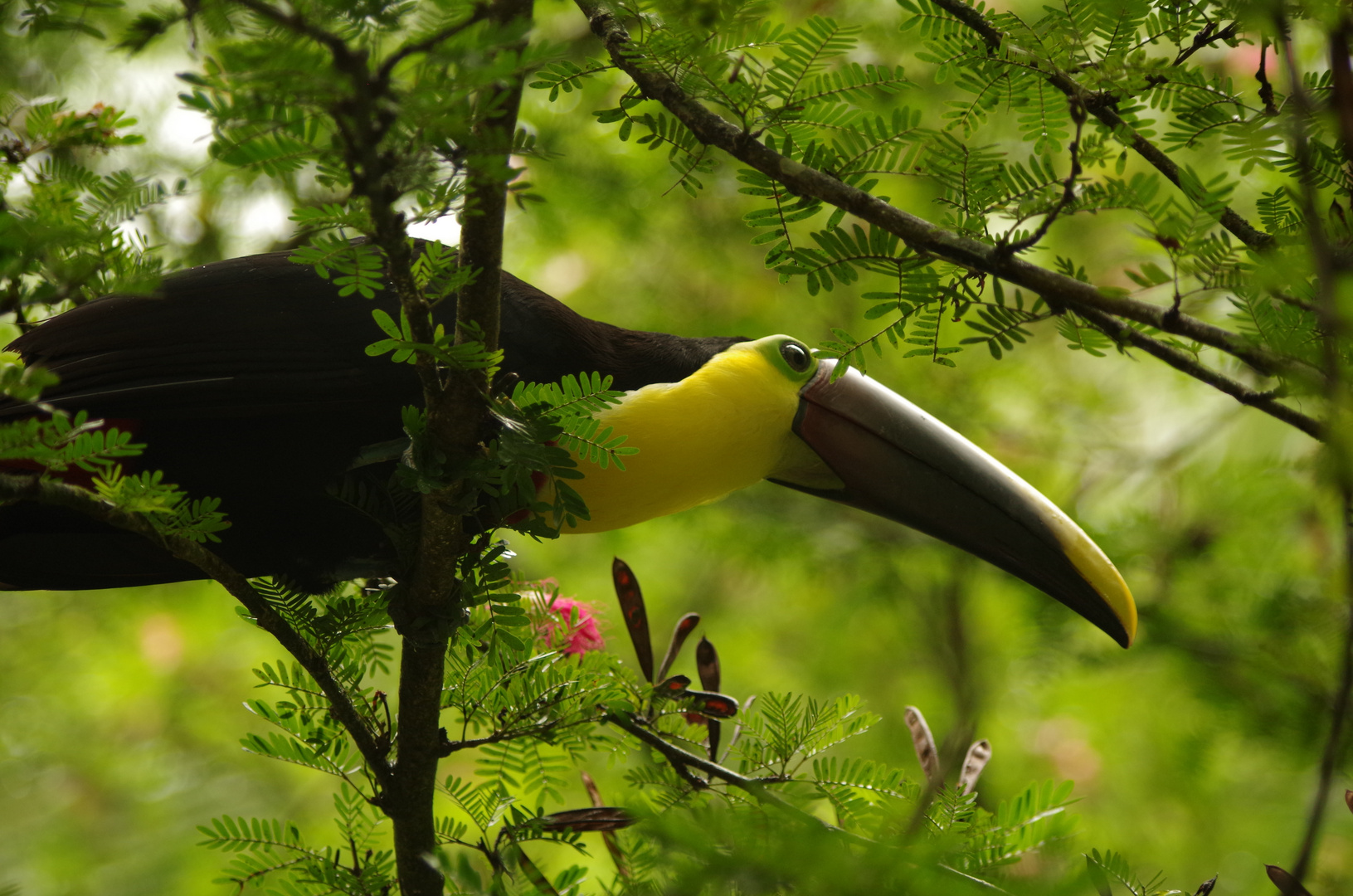 costa rica.