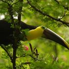 costa rica.