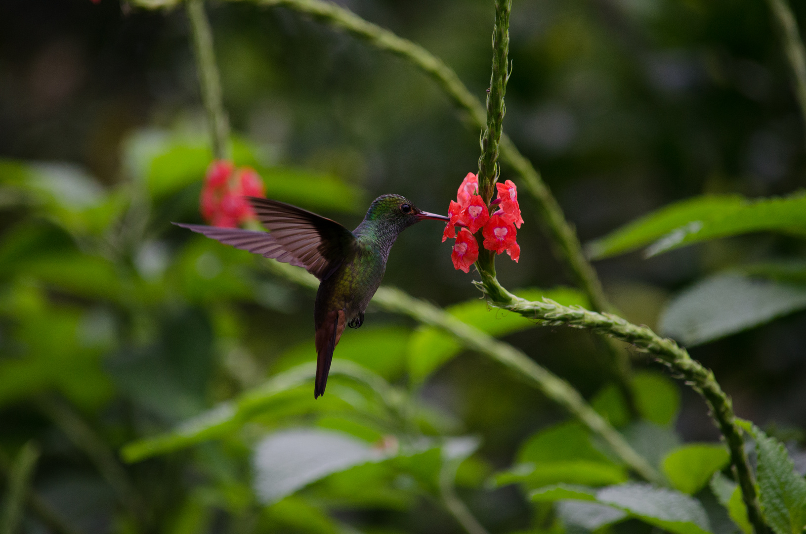 Costa Rica