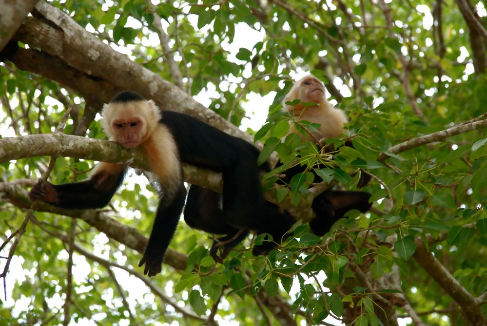 Costa Rica (8)